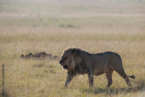 lion cub in the savannah