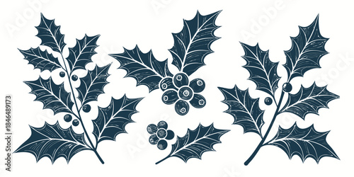 Dark blue holly leaves and berries on white background for Christmas decoration
