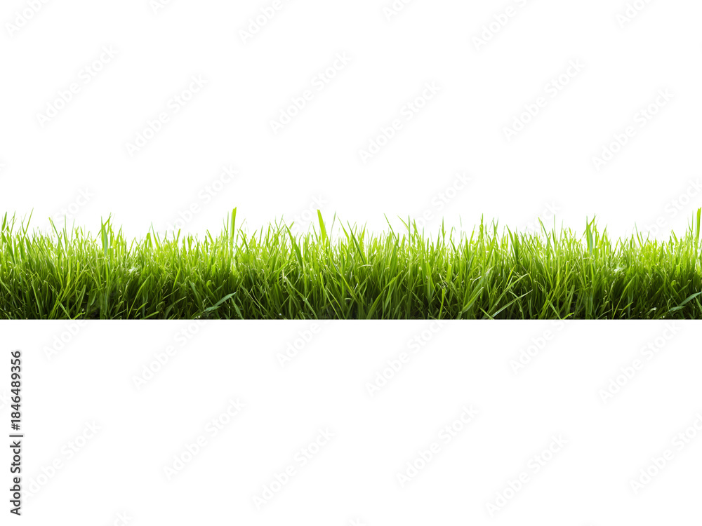 Obraz premium Dense green grass strip isolated on transparent background. Realistic vegetation element for landscaping and environmental visuals.