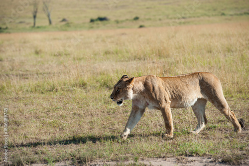 lioness with prey
