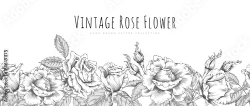 Vintage rose flowers blossom, leaves and buds, vector engraved hand drawn seamless border design, blooming roses sketch