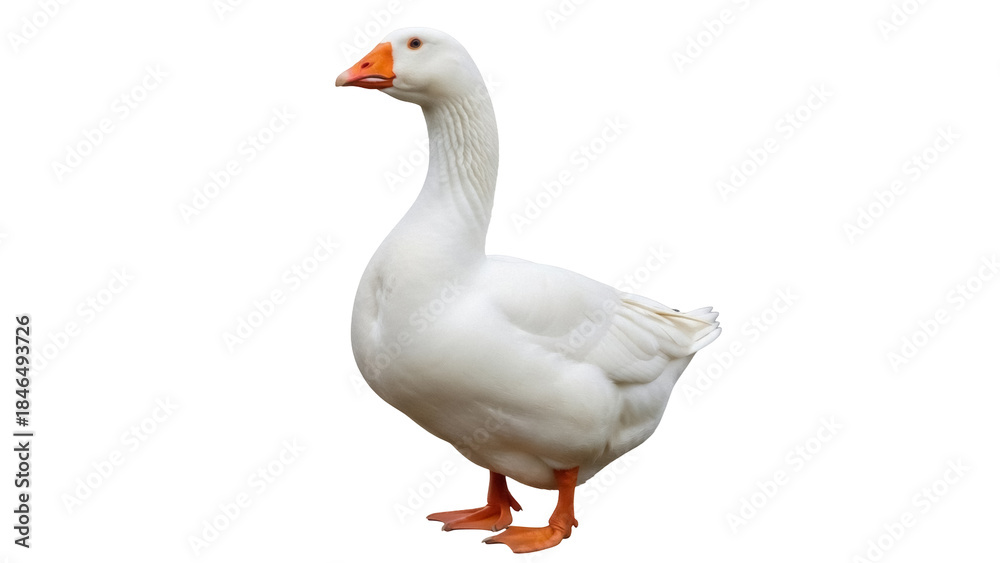 Fototapeta premium Isolated goose with orange beak standing, domestic waterfowl animal in studio shot