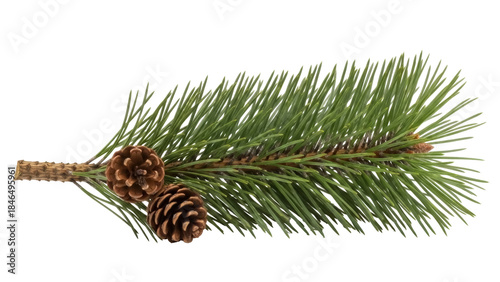 Quadro su tela Isolated Pine branch, natural evergreen bough with two pinecones, forest decorat