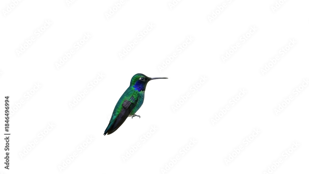 Obraz premium Isolated iridescent hummingbird resting, beautiful bird, tropical wildlife, brilliant plumage