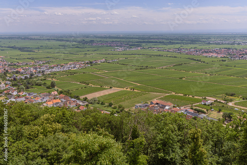 Vineyards in the Rhine plain, around Neustadt an der Weinstrasse, a touristic route through German vineyards