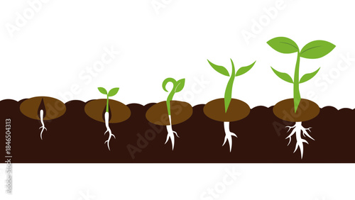 Seedlings growing in soil stages of plant development