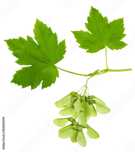 Tableau sur toile Maple branch with leaves and samaras