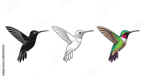 Three hummingbirds hover in a row showing black silhouette a white line drawing and a bright colored illustration against a plain white background.