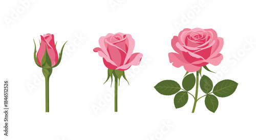 Three pink roses at different stages of bloom stand in a row showing a bud a partially opened bloom and a full blossom with green stems and leaves.