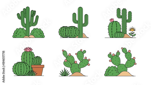 Collection of various cactus plants and succulents isolated on white background vector