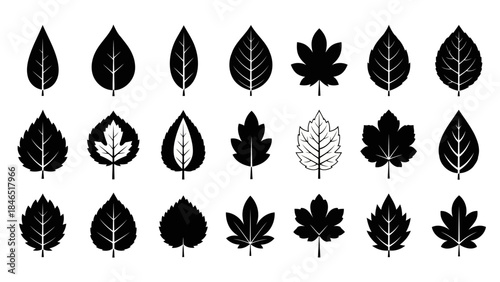 Collection of black leaf silhouettes on white background vector