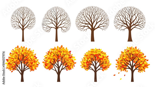 Vector illustration of trees in different seasons with changing leaves on white background