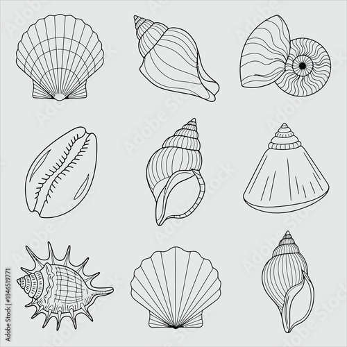 Elegant seashell collection in black and white line art style