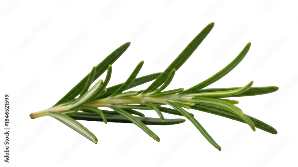 Fototapeta premium Isolated rosemary sprig for culinary herb flavoring and aromatherapy essence ingredient
