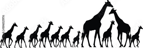 Giraffe silhouettes, size progression, walking poses, wildlife diversity, nature animals, flat vector