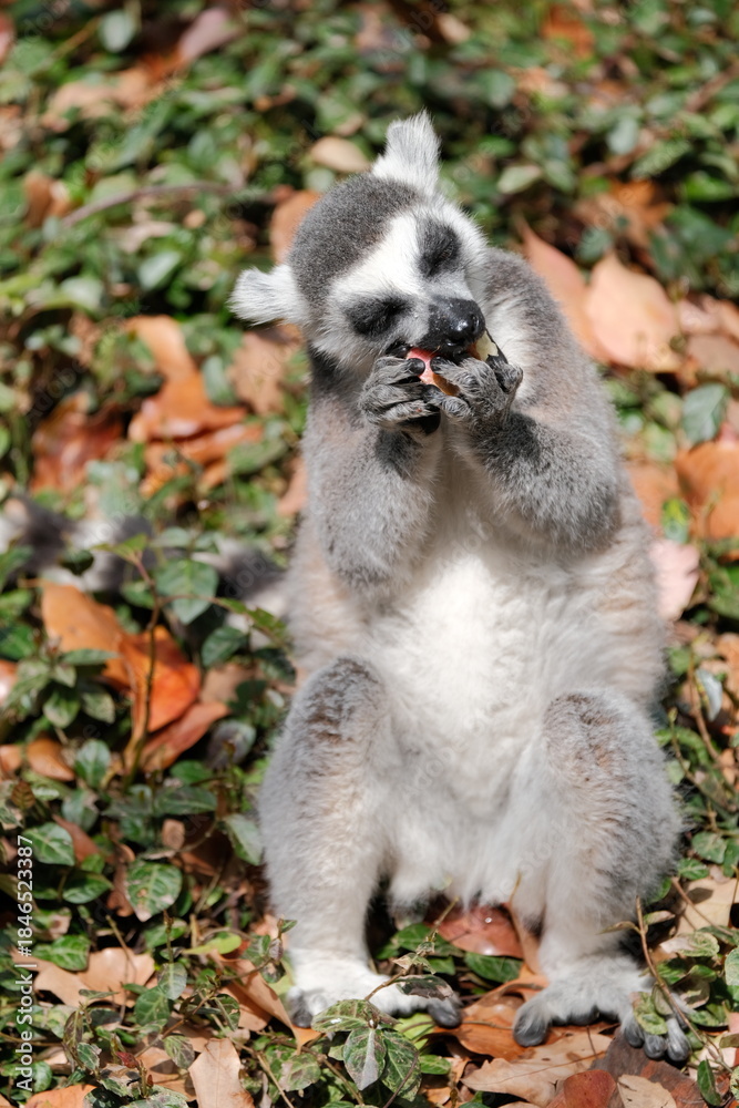 Naklejka premium ring tailed lemur catta
