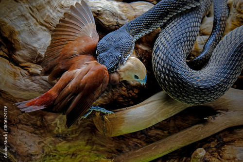 Mangrove pit viper on a tree branch	
