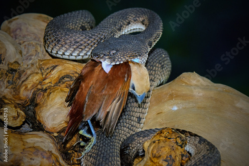 Mangrove pit viper on a tree branch	