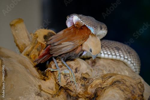 Mangrove pit viper on a tree branch	