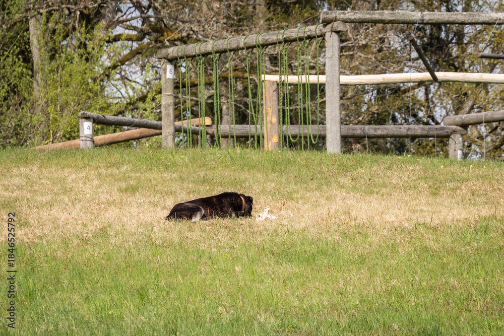 Fototapeta premium Black dog lying and chewing on a bone with Eco-friendly wooden playground obstacle course in the background