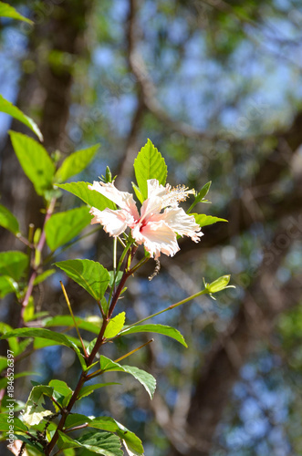 Flowers in the park