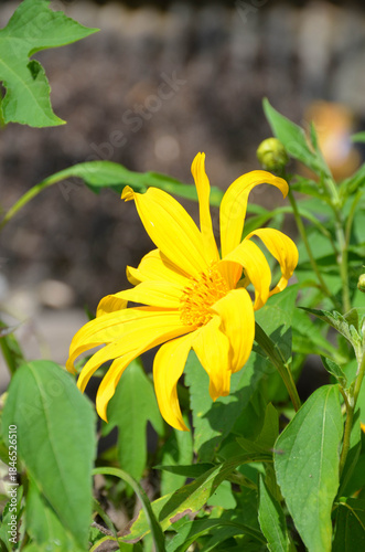 yellow flower in the garden