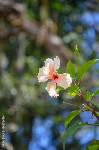 Flowers of apple tree