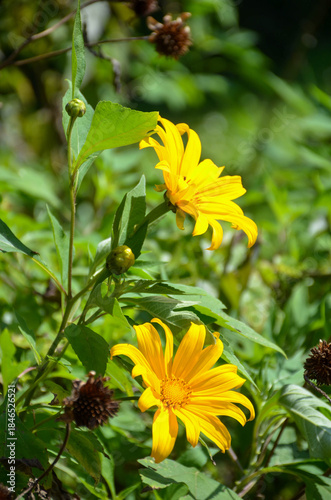 yellow flowers in the garden