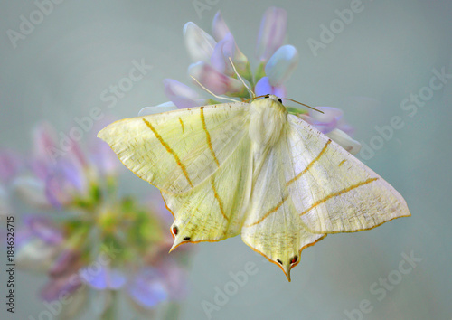 Holunderspanner oder Nachtschwalbenschwanz (Ourapteryx sambucaria) Schmetterling auf blauer Blüte