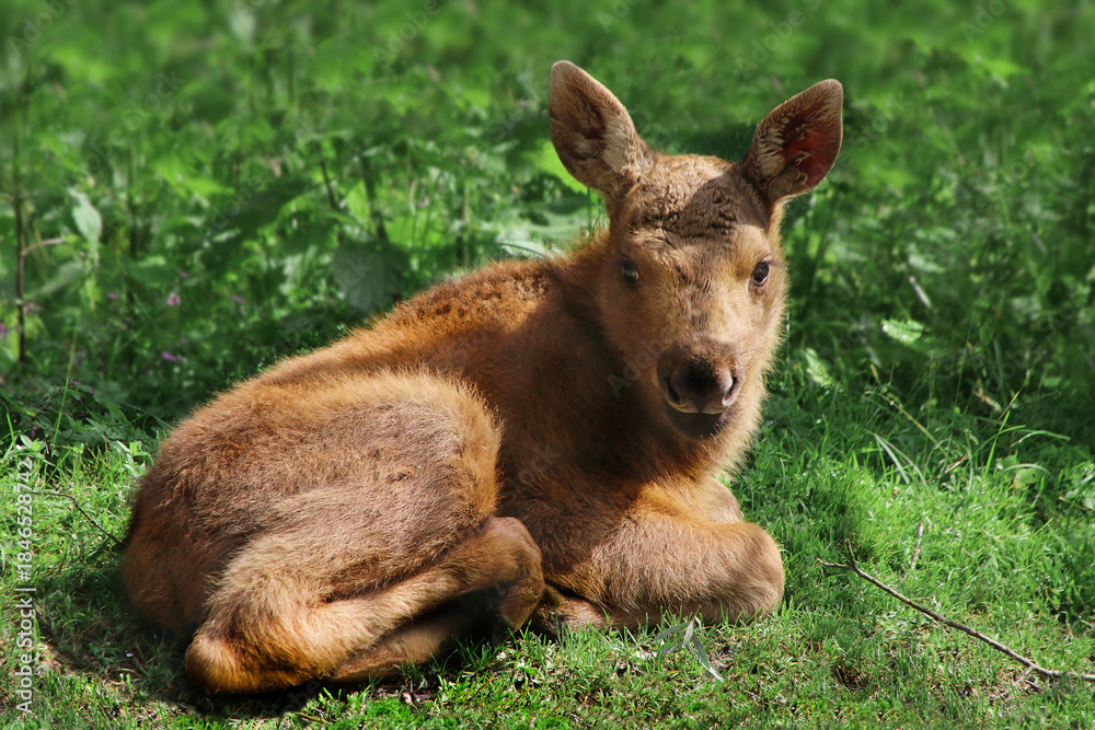 Fototapeta premium Elch (Alces alces) Kalb liegt im Gras