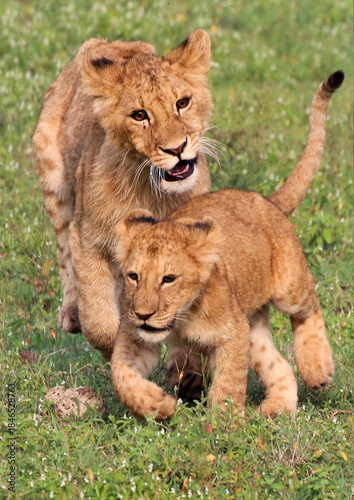 Löwe (Panthera leo) Junge Löwen beim Spielen 