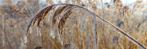 Schilf Gräser im Herbst am Wasserrand, Panorama 