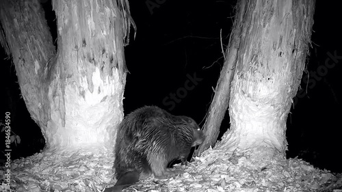 Wilder Biber, Castor fiber, nagt an Stamm im Auwald, Biberschwanz, Biberbiotop, Nachtaufnahme