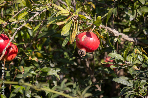 Red pomegranate in a garden, Paxos, Greece