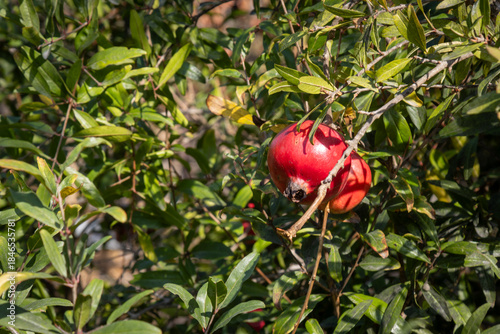 Red pomegranate in a garden, Paxos, Greece