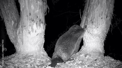 Biber nagt im Stehen an einem Weichholzstamm, Castor fiber, Nahaufnahme, Nachtaufnahme