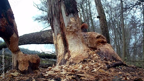 Wildes Eichhörnchen, Sciurus, im Biberrevier unterwegs