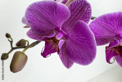 Close-Up of Blooming Pink Phalaenopsis Orchid with Buds on Green Stem – Elegant Indoor Flower with Purple Veins for Home Decor, Gardening, and Botanical Inspiration