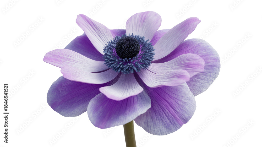 Fototapeta premium Purple Anemone Flower on Isolated Background