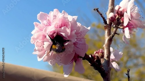 Bumblebee collecting pollen in a peach blossom