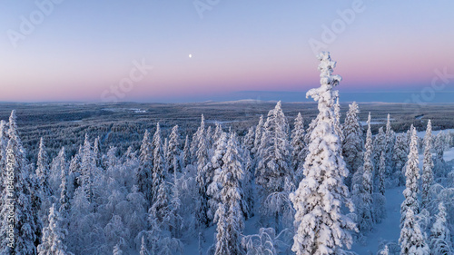 Aerial view of snow-laden evergreens under a pastel sky create a serene, wintry landscape, the crisp air palpable in this untouched arctic panorama, Salla, Lapland, Finland.