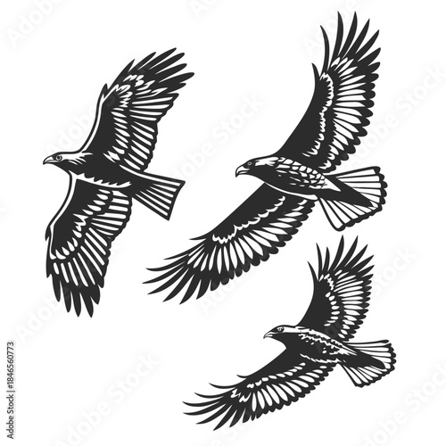 Flying birds silhouetted with detailed feathers silhouetted birds