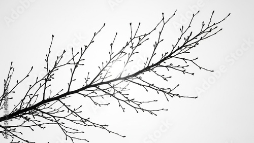 Stunning black and white silhouette of tree branches with delicate buds against bright sky signaling spring's arrival