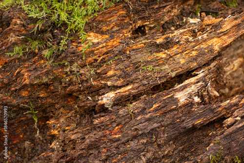 Close-up of a rotten tree with moss