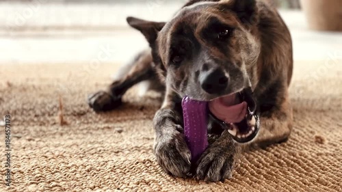 Playful Mixed Dog Lying on Carpet and Chewing Toy