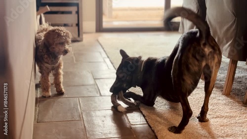 Small and Large Dog Playing With Rope Toy Inside Home