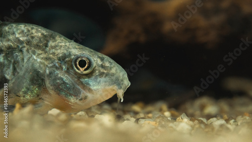 Close-up photograph of a Corydoras catfish, highlighting fine details, textures, and natural patterns in a calm aquatic environment.
