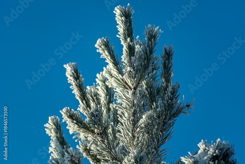Snow on the top of a single coniferous tree