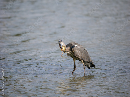 Grey Heron Catching a Carp Fish in a Lake