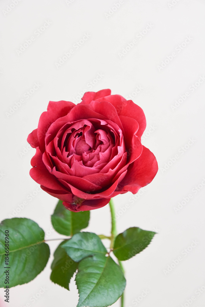 Naklejka premium 赤いばら